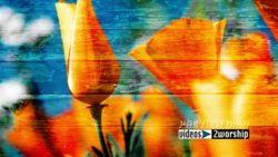 Read more about the article Spring Flowers Worship Graphics Loop