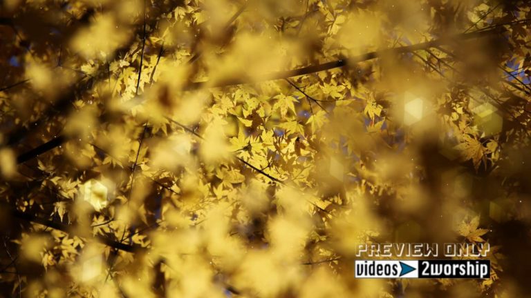 Read more about the article Still: Golden Autumn Leaves