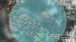 Read more about the article Evergreen Cones And Snow Holidays Motion