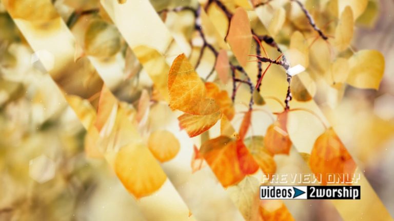 Read more about the article Golden Leaves Fall Worship Graphics Loop