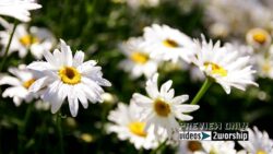 Read more about the article White Daisies Closeup Worship Background