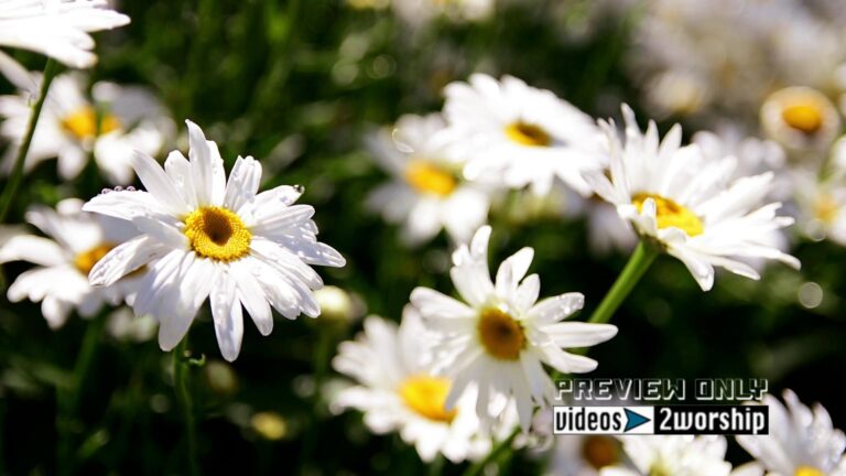 Read more about the article White Daisies Closeup Worship Background