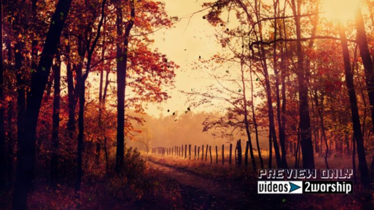 Read more about the article Colorful Forest During Autumn Season