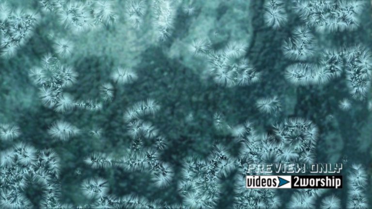 Read more about the article Still: Winter Frost