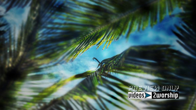 Read more about the article Palm Branches Church Worship Background