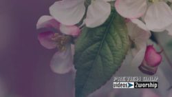 Read more about the article Free Mothers Day Flowers And Film Grain