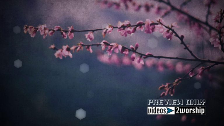 Read more about the article Spring Tree Flowers For Mothers Day