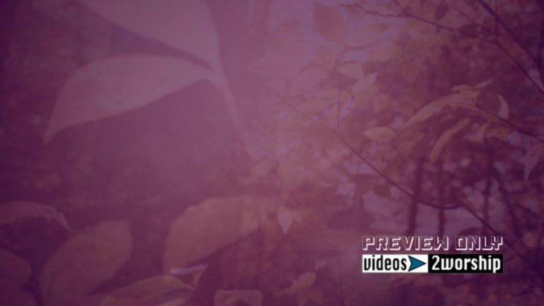 Read more about the article Fall Trees Video Worship Background Loop