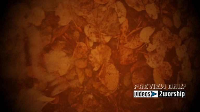 Read more about the article Fall Leaves Under Water Background Loop