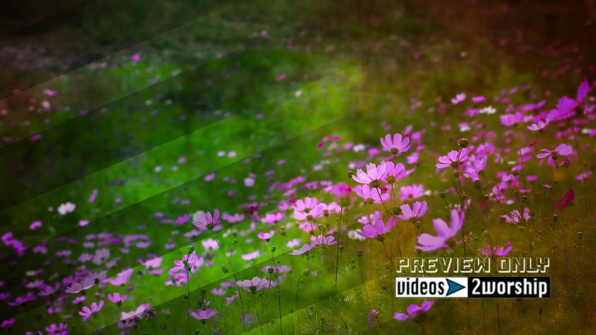 Read more about the article Field Flowers Background Video Loop