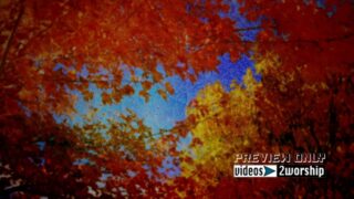 Read more about the article Red And Gold Colorado Fall Motion Video