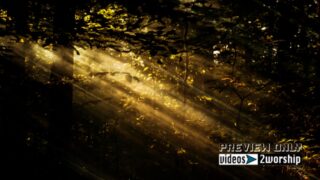 Read more about the article Trees And Light Rays Easter Motion Video