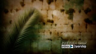 Read more about the article Palm Branch And Stone Wall Motion Loop